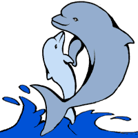 dolphin dolphin